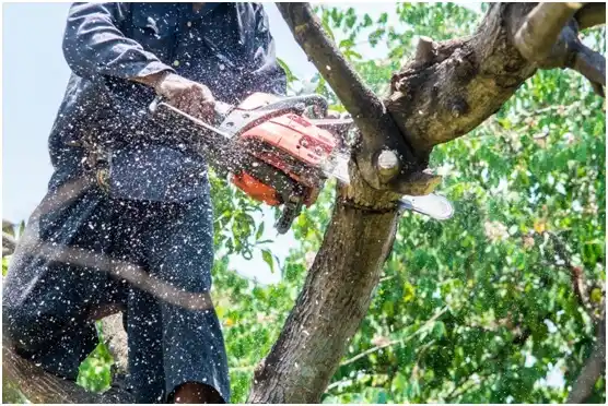 tree services Brigham City